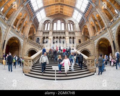 Londres, Angleterre - 2013 ; le Musée d'histoire naturelle de Londres est un vaste et très apprécié musée d'histoire naturelle qui expose une grande variété de spécimens c Banque D'Images