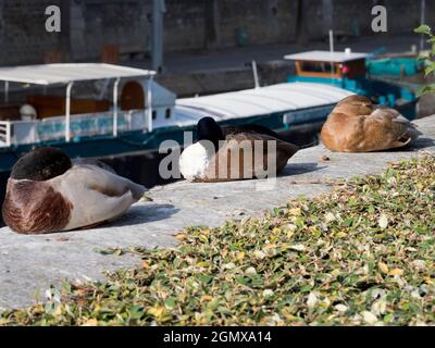 Paris, France - septembre 2018 la Seine et sa collection de ponts pittoresques sont l'un des points forts de tout voyage à Paris, France. Mais Banque D'Images