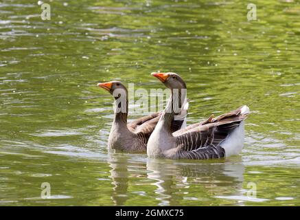 L'oie des Grisons commune (Anser anser) est un oiseau de la famille des Anatidae. Il a tacheté et barré de plumage gris et blanc et un bec orange Banque D'Images