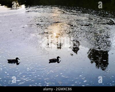 St Helens Wharf, Abingdon, Angleterre - 24 juin 2020 ; personne en vue. Le quai de Saint Helen est un endroit de beauté réputé sur la Tamise, juste en amont Banque D'Images