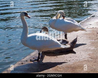 Oxford, Angleterre - 13 septembre 2019 ; pas de personnes. Deux cygnes et un jeune cygnet sur la rive sud de la Tamise à Oxford, juste en face de l'université Banque D'Images