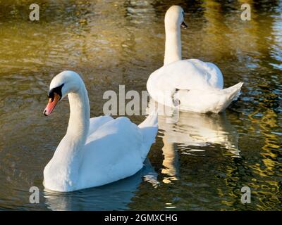 Oxford, Angleterre - 18 janvier 2020 ici, nous voyons une paire de cygnes nager sur la rivière Cherwell, un petit affluent de la Tamise à Oxford. Banque D'Images