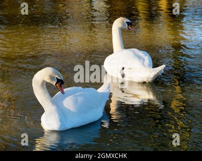 Oxford, Angleterre - 18 janvier 2020 ici, nous voyons une paire de cygnes nager sur la rivière Cherwell, un petit affluent de la Tamise à Oxford. Banque D'Images