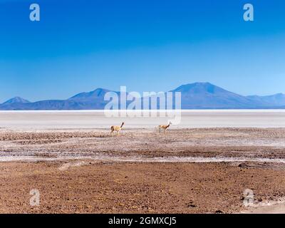 Salar de Uyuni, Bolivie - 23 mai 2018 les cuves de sel d'Uyuni de Bolivie sont l'une des grandes merveilles naturelles de la planète. Couvrant plus de 10,000 carrés Banque D'Images