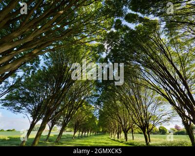 Radley Village, Oxfordshire, Angleterre - 11 mai 2020 ; personne en vue. Tout à fait ma rangée d'arbres préférée, n'importe où. Et il se trouve que c'est chez moi Banque D'Images