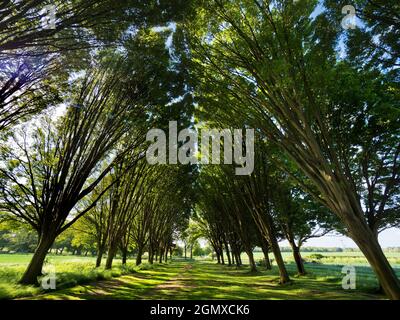 Radley Village, Oxfordshire, Angleterre - 11 mai 2020 ; personne en vue. Tout à fait ma rangée d'arbres préférée, n'importe où. Et il se trouve que c'est chez moi Banque D'Images