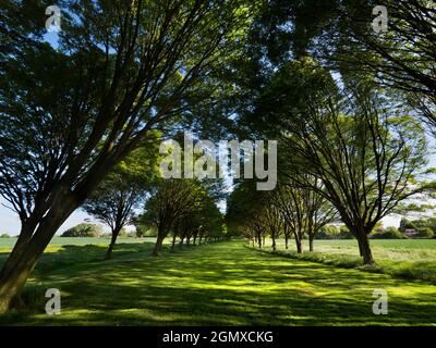 Radley Village, Oxfordshire, Angleterre - 11 mai 2020 ; personne en vue. Tout à fait ma rangée d'arbres préférée, n'importe où. Et il se trouve que c'est chez moi Banque D'Images