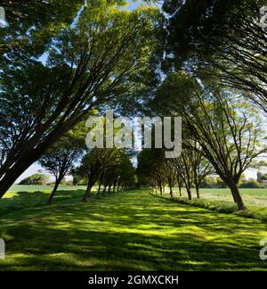 Radley Village, Oxfordshire, Angleterre - 11 mai 2020 ; personne en vue. Tout à fait ma rangée d'arbres préférée, n'importe où. Et il se trouve que c'est chez moi Banque D'Images