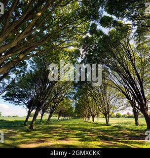 Radley Village, Oxfordshire, Angleterre - 11 mai 2020 ; personne en vue. Tout à fait ma rangée d'arbres préférée, n'importe où. Et il se trouve que c'est chez moi Banque D'Images