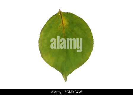 La feuille jaune et verte d'abricot mourante et en décomposition isolée sur blanc Banque D'Images