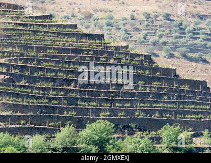 La pittoresque vallée du Douro, qui s'étend de la côte atlantique à Porto jusqu'au centre de l'Espagne, a été la première région viticole désignée au monde Banque D'Images