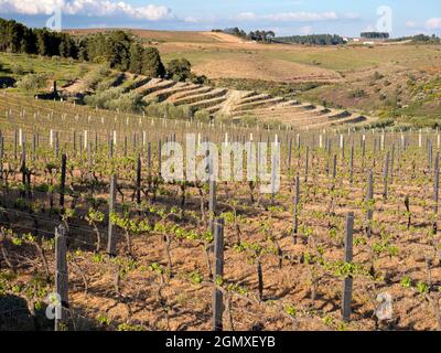 La pittoresque vallée du Douro, qui s'étend de la côte atlantique à Porto jusqu'au centre de l'Espagne, a été la première région viticole désignée au monde Banque D'Images