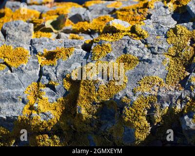 Maine, États-Unis - novembre 2013 ; vu le long du chemin de rivage à Bar Harbor, Maine États-Unis. Un lichen est un organisme composite formé par des algues ou des cyanobactéries (ou Banque D'Images