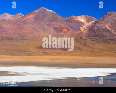 Potosi , Bolivie - 24 mai 2018 Laguna CA–apa est un joli sel élevé dans l'altiplano du Sud-Ouest de la Bolivie. Il est beaucoup fréquenté par le flamant rose Banque D'Images