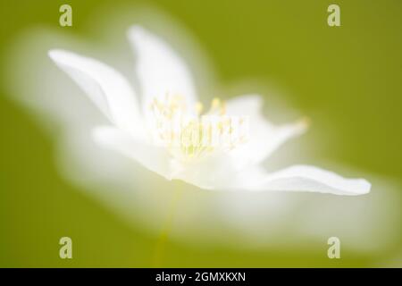 Anemone de bois (Anemone nemorosa) gros plan avec double exposition, Bloemendaal, pays-Bas. Banque D'Images