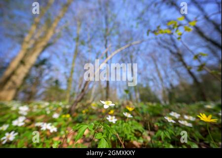 Anemone de bois (Anemone nemorosa) en pleine forêt, gros plan grand angle, Bloemendaal, pays-Bas. Banque D'Images