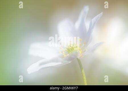Anemone de bois (Anemone nemorosa) gros plan avec double exposition, Bloemendaal, pays-Bas. Banque D'Images