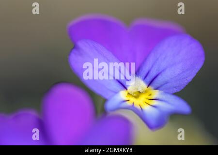 Chien commun violet (Viola riviniana) gros plan, pays-Bas. Banque D'Images
