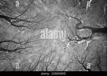 Vue sur la forêt au ciel entre les arbres, noir et blanc, Veluwe, pays-Bas. Banque D'Images