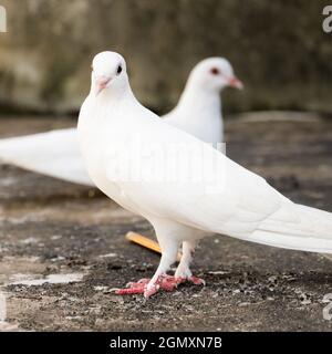 photo montrant la profondeur de champ avec un foyer sélectif de deux pigeons domestiques blancs debout dans des directions opposées l'un par rapport à l'autre Banque D'Images