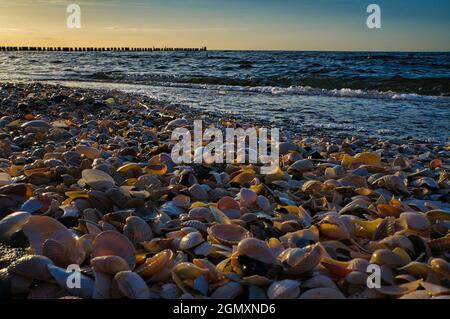 Sur la plage de Zingst. Coquillages se trouvant dans le sable en face de la mer de la mer Baltique, plus un coucher de soleil dans une belle atmosphère lumineuse Banque D'Images