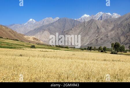 Champ de céréales dans la vallée de Wakhan, les montagnes hindoukush, la région de Gorno-badakhshan, le Tadjikistan et la frontière afghane Banque D'Images