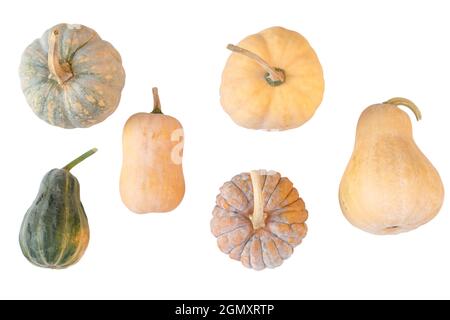 Citrouilles, cendres isolées sur fond blanc. Variétés de citrouilles de Cucurbita moschata. Banque D'Images