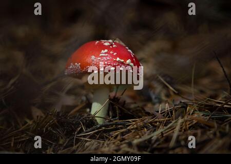 Spécimen d'Amanita muscaria, ou mouche agarique, un champignon rouge avec des taches blanches, toxique et psychotrope, non comestible, dans la forêt humide d'automne de mon Banque D'Images