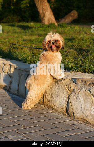 Un petit chien magnifique Yorkshire Terrier sur une laisse marche et joue dans le parc Banque D'Images