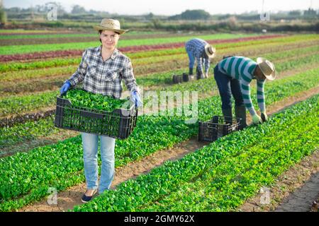 Positive femme coupe des canonigos verts frais et met dans une caisse Banque D'Images