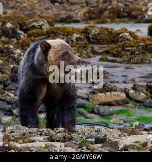 Vue rapprochée d'un grizzli à côté d'un ruisseau. Banque D'Images