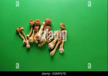 Sécher les champignons psilocybine sur fond vert. Maître d'or de champignon magique psychédélique. Usage médical. Concept de microdosage. Banque D'Images