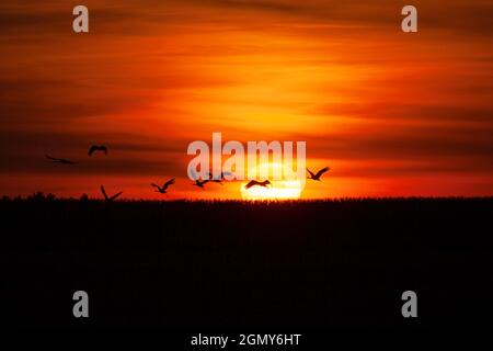 Un troupeau de grues vole au coucher du soleil, traversant le cadran du soleil dans le parc national de Biebrza Banque D'Images