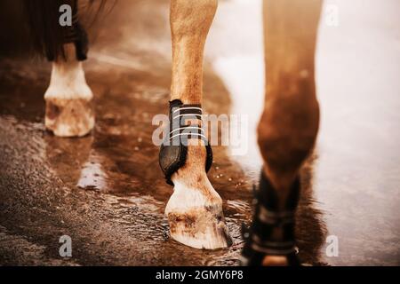 Un cheval de sorrel avec des bandages sur ses pieds marche le long de la route, marcher avec ses sabots sur la surface d'eau d'une flaque après la pluie. Equestri Banque D'Images