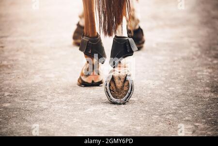 Un cheval d'ostrére avec une longue queue marche le long de la route, en marche avec des sabots en métal sur l'asphalte par une journée brillante. Sports équestres. Équitation. Banque D'Images