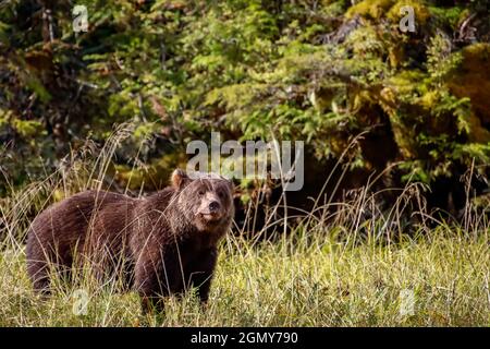 Vue sur un grizzli dans un champ herbacé. Banque D'Images