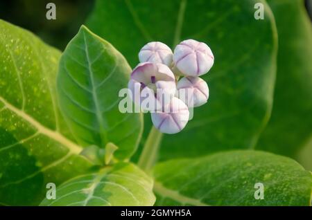 Mise au point sélective sur la plante CORCERA de CANOTROPIS isolée avec un arrière-plan flou dans la lumière du soleil du matin dans le parc. Fleurs blanches, feuilles vertes et fruits. Banque D'Images