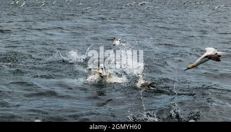 Des gantets du Nord (Morus bassanus) et un fulmar (Fulmarus glacialis) se battent et se plonvent dans la mer pour pêcher le hareng à Firth of Forth, en Écosse, au Royaume-Uni Banque D'Images