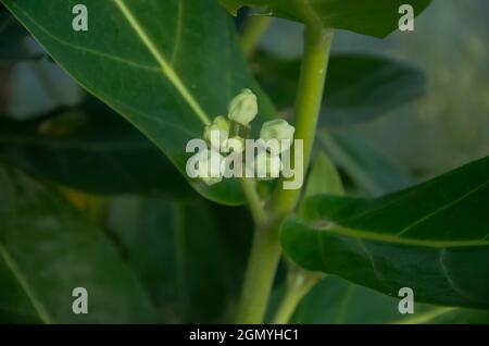 Mise au point sélective sur la plante CORCERA de CANOTROPIS isolée avec un arrière-plan flou dans la lumière du soleil du matin dans le parc. Fleurs blanches, feuilles vertes et fruits. Banque D'Images