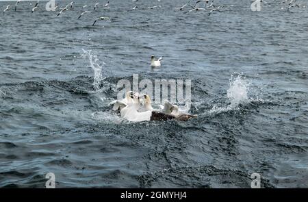 Des gantets du Nord (Morus bassanus) et un fulmar (Fulmarus glacialis) luttant et plongeant pour le hareng à Firth of Forth, en Écosse, au Royaume-Uni Banque D'Images