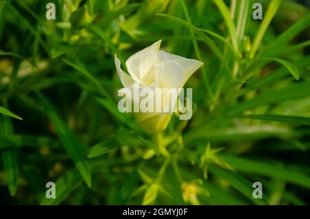 Mise au point sélective sur LES FLEURS BLANCHES CASSCABELA THEVETIA OU OLÉANDER avec des feuilles vertes isolées avec un arrière-plan flou dans la lumière du soleil du matin dans le parc. Banque D'Images