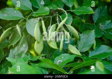 Mise au point sélective sur la plante de PONGAMIA avec des fruits et des feuilles vertes isolées avec un fond vert flou. Banque D'Images