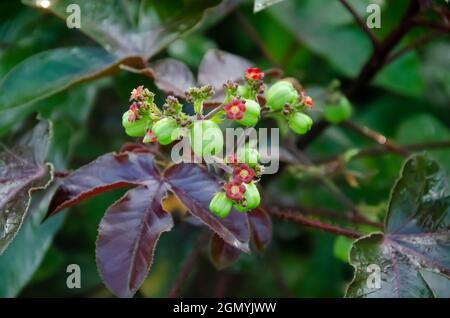 Accent sélectif sur LA PLANTE DE JATROPHA GOSSYPIPOLIA avec ses fruits et de belles feuilles colorées dans le jardin en lumière du soleil du matin isolée avec le bac flou Banque D'Images