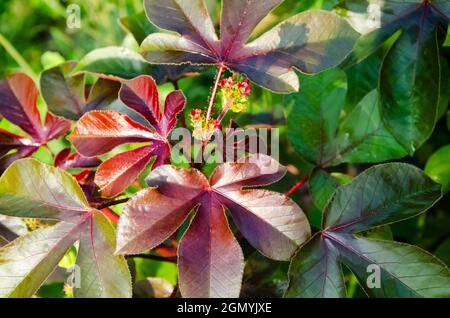 Accent sélectif sur LA PLANTE DE JATROPHA GOSSYPIPOLIA avec ses fruits et de belles feuilles colorées dans le jardin en lumière du soleil du matin isolée avec le bac flou Banque D'Images