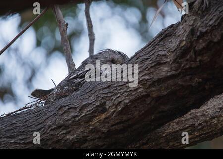 Grenouille tawny reposant sur la branche de l'arbre Banque D'Images