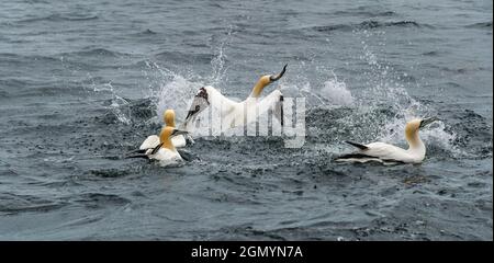 Des gantets du Nord (Morus bassanus) qui combattent le hareng à Firth of Forth, en Écosse, au Royaume-Uni Banque D'Images