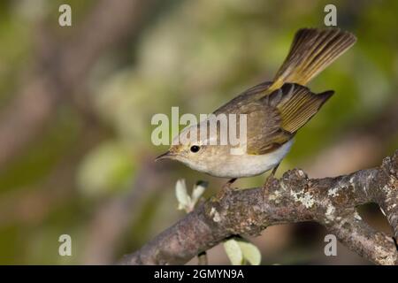 Paruline de Bonelli de l'Ouest (Phylloscopus Bonelli), adulte perché sur une branche, Abruzzes, Italie Banque D'Images