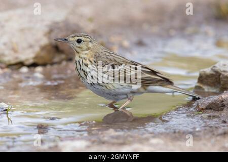 Pipit d'arbre (Anthus trivialis), vue latérale d'un adulte debout dans une flaque, Abruzzo, Italie Banque D'Images