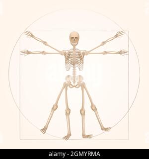 Squelette de Vitruvian - géométrie sacrée dans l'art graphique représentée par une figure de squelette avec des proportions anatomiques d'une personne adulte. Banque D'Images