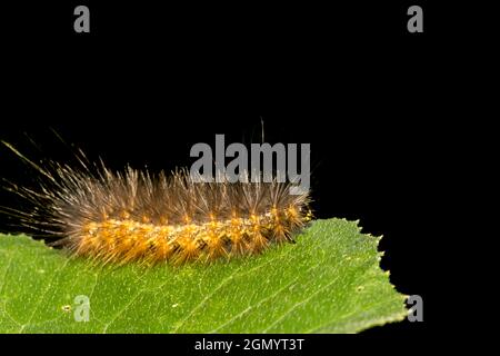 Sel Marsh Caterpillar (éstigemène acrea) Banque D'Images